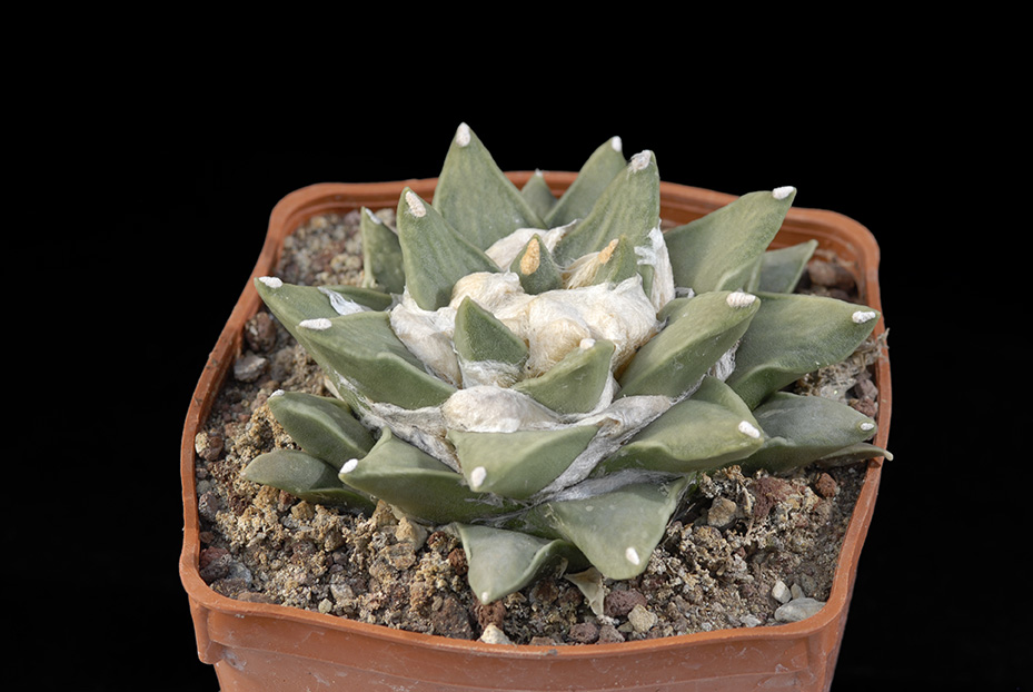 Ariocarpus retusus v. scafarostroides d. 10 80.00 €.jpg